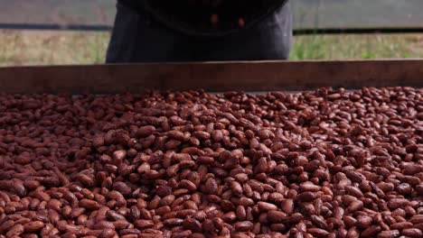 Vertido-En-Cámara-Lenta-De-Semillas-De-Cacao-Fermentadas