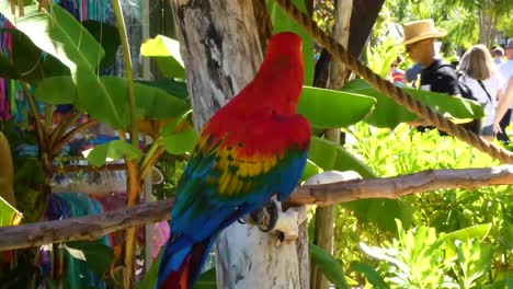 Red-and-Green-Macaw,-Ara-Chloropterus,-standing-in-Taino-Bay,-Puerto-Plata,-Dominican-Republic