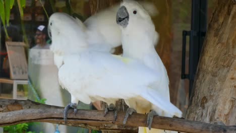Two-White-Cockatoo,-Umbrella-Cockatoo,-standing-in-Taino-Bay,-Puerto-Plata,-Dominican-Republic