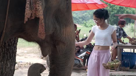 An-Asian-woman-tourist-feeds-Indian-Elephants-in-an-Elephant-camp-in-Asia,-Thailand