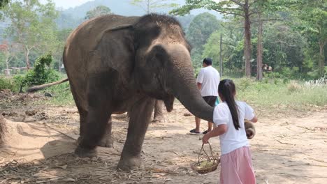 Una-Familia-Asiática-De-Turistas-Alimenta-A-Elefantes-Indios-En-Un-Campamento-De-Elefantes-En-Asia,-Tailandia.