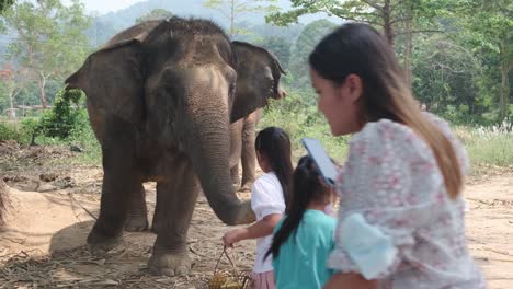 Una-Familia-Asiática-De-Turistas-Alimenta-A-Elefantes-Indios-En-Un-Campamento-De-Elefantes-En-Asia,-Tailandia.