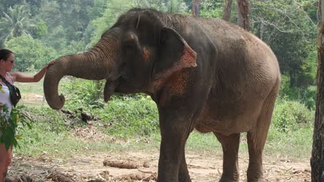 Frau-Streichelt-Indische-Elefanten-In-Einem-Elefantencamp-In-Asien,-Thailand
