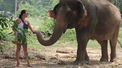 woman-strokes-Indian-Elephants-in-an-Elephant-camp-in-Asia,-Thailand