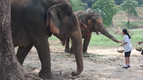 Eine-Asiatische-Touristenfamilie-Füttert-Indische-Elefanten-In-Einem-Elefantencamp-In-Asien,-Thailand
