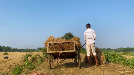 A-young-farmer-boy-is-loading-a-farm-wagon-cart-with-raw-and-dry-straw-in-the-daytime-on-a-sunny-day