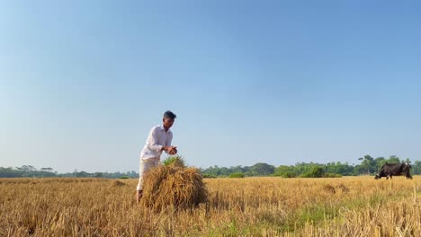Bangladesh-Farmer's-boy-collects-and-ties-straw-from-dry-paddy-after-harvest-and-ties-it-together-to-a-hay-bale---Cows-are-grazing-in-the-background
