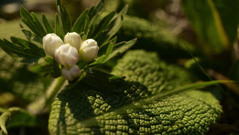 Nahaufnahme-Einer-Weißen-Zwiebelblume,-Umgeben-Von-Ledrigen-Grünen-Blättern,-Die-Im-Wind-Zittern