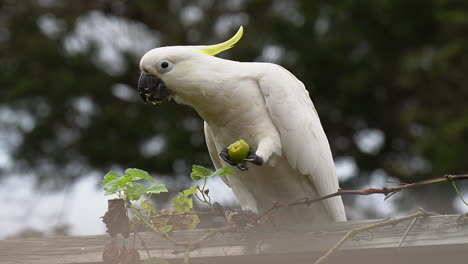 White-Cockatoo-bird-sits-on-wooden-fence-eating-small-green-lime