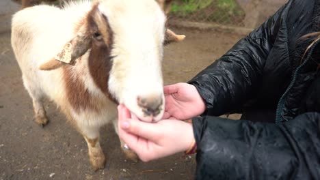goat-at-local-petting-zoo
