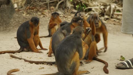 Group-of-Red-Colobus-monkeys-chewing-on-peanuts-that-they-get-from-the-tourists-in-Gambia