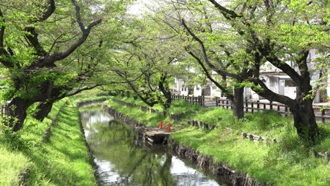 KAWAGOE,-JAPAN---APRIL-11,-2023:-Sakura-trees-along-Kawagoe's-Shingashi-riverbank