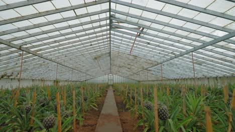 Azoren-Ananasplantage:-Push-In-Aufnahme-Eines-Gewächshauses,-Das-Den-Anbau-Tropischer-Früchte-Zeigt