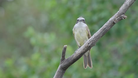 Great-kiskadee-bird-stands-perched-showcasing-banded-eye-and-sharp-beak