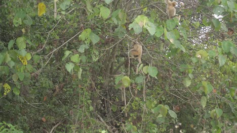 The-tree-branches-are-sitting-in-the-Golden-Langur