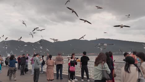 Herd-of-seagulls-flying-around-excited-tourist-at-a-touristic-spot-at-a-pier-on-a-windy-day,-China