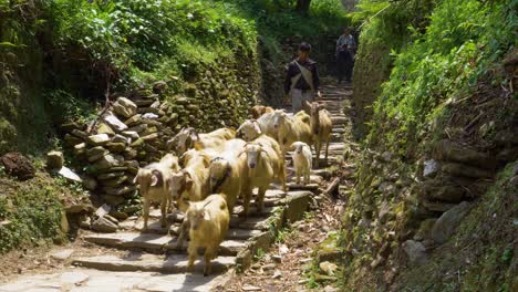 Young-shepherd-boy-leads-and-guides-herds-of-goats-down-trail-pathway-in-nepal