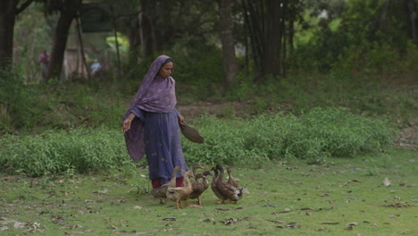 Bangladeshi-village-woman-walking-with-her-ducks,-rural-lifestyle-of-Bangladesh,-4k-slow-motion