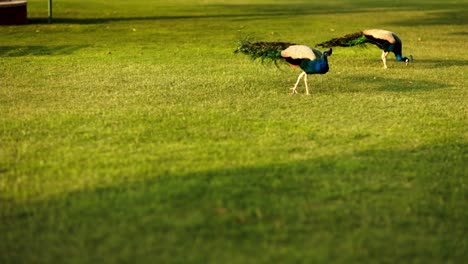 Zeitlupenszene-Mit-Zwei-Wunderschönen-Und-Erstaunlichen-Pfauen,-Die-Auf-Dem-Boden-Picken,-Was-Erstaunlich-Zu-Sehen-Ist.-Dieser-Pfau-Ist-Der-Nationalvogel-Indiens