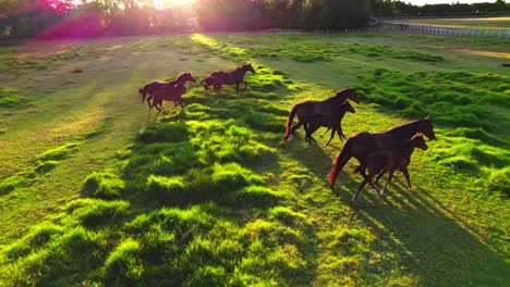 Standardaufnahme-Eines-Pferderennens,-Viele-Pferde-Und-Fohlen,-Die-über-Den-Grünen-Bauernhof-Rennen,-Während-Sonnenstrahlen-Direkt-In-Die-Drohnenkamera-Fallen