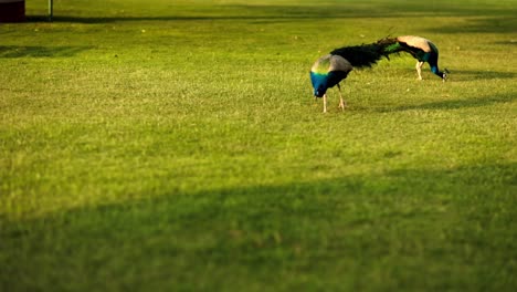 The-scene-from-the-front-in-slow-motion-in-which-the-two-color-full-peacock-bird-is-exploring-the-ground-is-amazing-to-watch