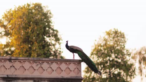 established-shot-of-a-peacock-sitting-on-a-rooftop-which-is-a-wonderful-sight