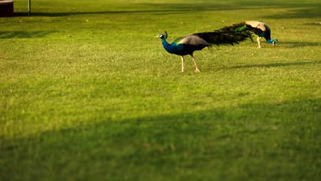 The-scene-from-the-front-in-slow-motion-in-which-the-national-bird-of-India,-the-peacock,-is-pecking-at-the-ground-is-visually-stunning-and-visually-pleasing