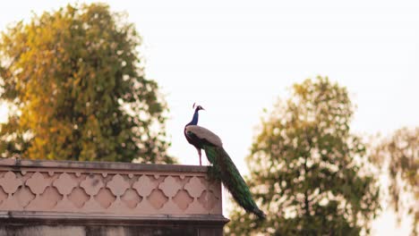Ein-Sehr-Schöner-Pfauenvogel-Sitzt-Auf-Dem-Dach-Eines-Gebäudes,-Schaut-Sich-Um-Und-Sieht-Diese-Wunderbare-Szene.-Dieser-Pfauenvogel-Ist-Der-Nationalvogel-Indiens