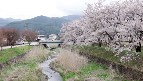 KAWAGUCHIKO,-JAPAN---APRIL-7,-2023:-Sakura-cherry-blossom-bloom-in-the-park-in-cloudy-day