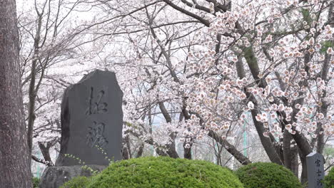 Kawaguchiko,-Japón---7-De-Abril-De-2023:-Señal-De-Piedra-En-Kawaguchiko,-Japón-Con-árbol-De-Sakura