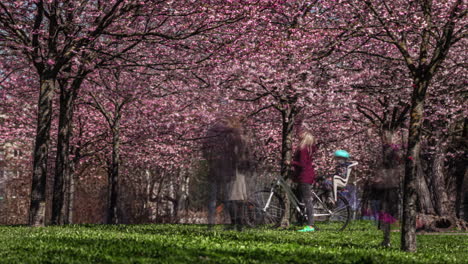 Motion-Timelapse-Of-People-At-The-Sakura-Park-With-Pink-Cherry-Blossoms-Blooming-In-Spring