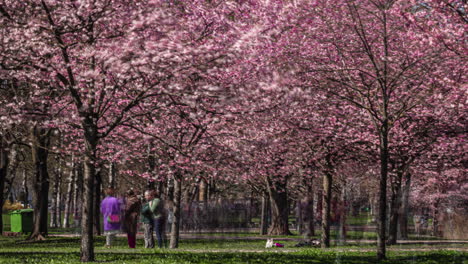 Frühlingsszene-Im-Park-Mit-Voll-Blühenden-Sakura-Bäumen-Und-Menschen,-Die-Tagsüber-Spazieren-Gehen