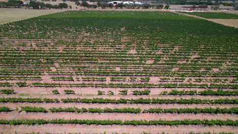 Editorial-aerial-video-of-a-grape-vineyard-in-Stonewall-Texas