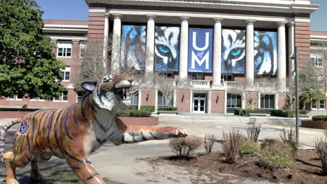 Tiger-statue-on-the-campus-of-the-University-of-Memphis-in-Memphis,-Tennessee-with-video-panning-left-to-right