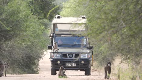 Tourists-delighted-as-monkeys-climb-on-vehicle-at-Kruger-National-Park