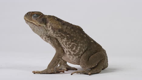 Cane-Toad-Marine-Toad-looks-off-screen-left-turns-back-towards-camera---white-background