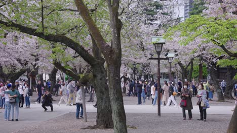 Sakura-Kirschblüten-Blühen-Am-Yasukuni-Schrein-In-Der-Stadt-Tokio