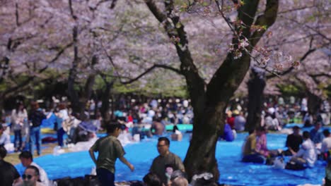 Hanami-with-crowds-of-friends-and-families-in-Yoyogi-Park