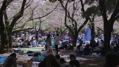 Hanami-in-Yoyogi-Park,-Spring-Time-Cherry-Blossom-Celebration
