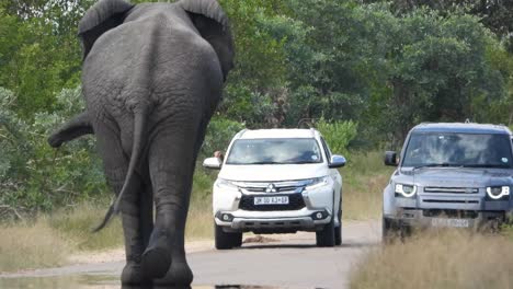 Curious-elephant-scares-of-tourist-cars