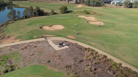 Yarrawonga,-Victoria,-Australia---18-April-2023:-Pull-back-over-a-green-as-golfers-are-preparing-to-putt-at-Black-Bull-Golf-Club-Yarrawonga