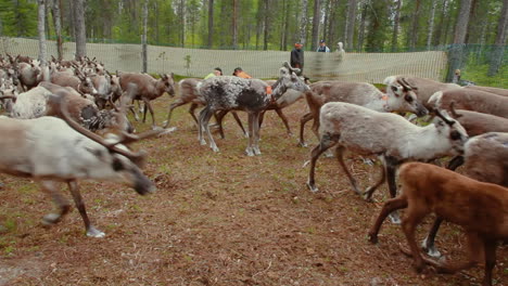 Laps-and-Sami-tend-to-their-flock-of-native-nordic-reindeer-in-forest-during-summer-in-the-very-north-of-Sweden