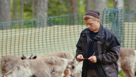 Sami-who-are-locals-to-the-region-in-north-of-Sweden,-catch-and-ear-mark-young-reindeer-for-identification-of-ownership