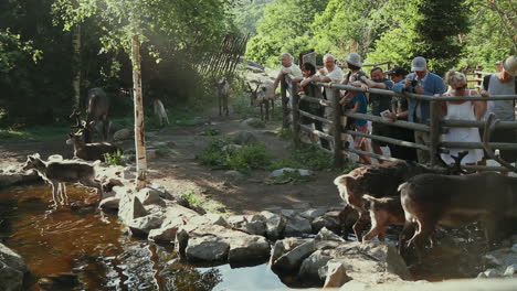 People-watching-as-deer-drink-water-from-a-stream-in-an-artificial-zoo-habitat-in-Scandinavia,-the-North-of-Europe