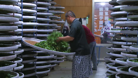 Employees-in-factory-of-Taiwan-work-on-drying-process-of-tea-leaves