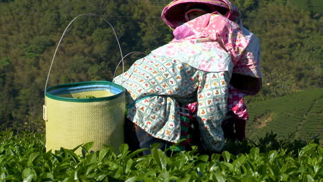 Women-harvesting-tea-leaves-wear-hats,-gloves-and-long-sleeves-to-protect-themselves-while-working-in-the-sun-and-fields