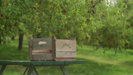 Wooden-Apple-Box-Resting-On-Table-At-Orchard
