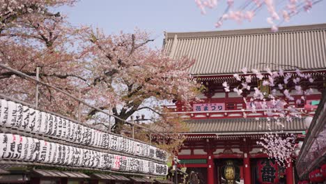 Templo-Sensoji-En-Primavera,-Sakura-Floreciendo-Durante-El-Festival-De-Primavera