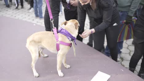 Ein-Hund-Ist-Teil-Des-Marsches-Während-Des-Internationalen-Frauentags