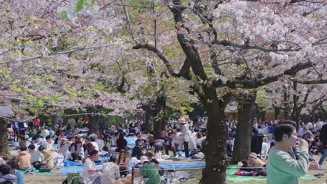 Japanese-People-Celebrate-Hanami-at-Yoyogi-Park,-Slow-Motion-Pan